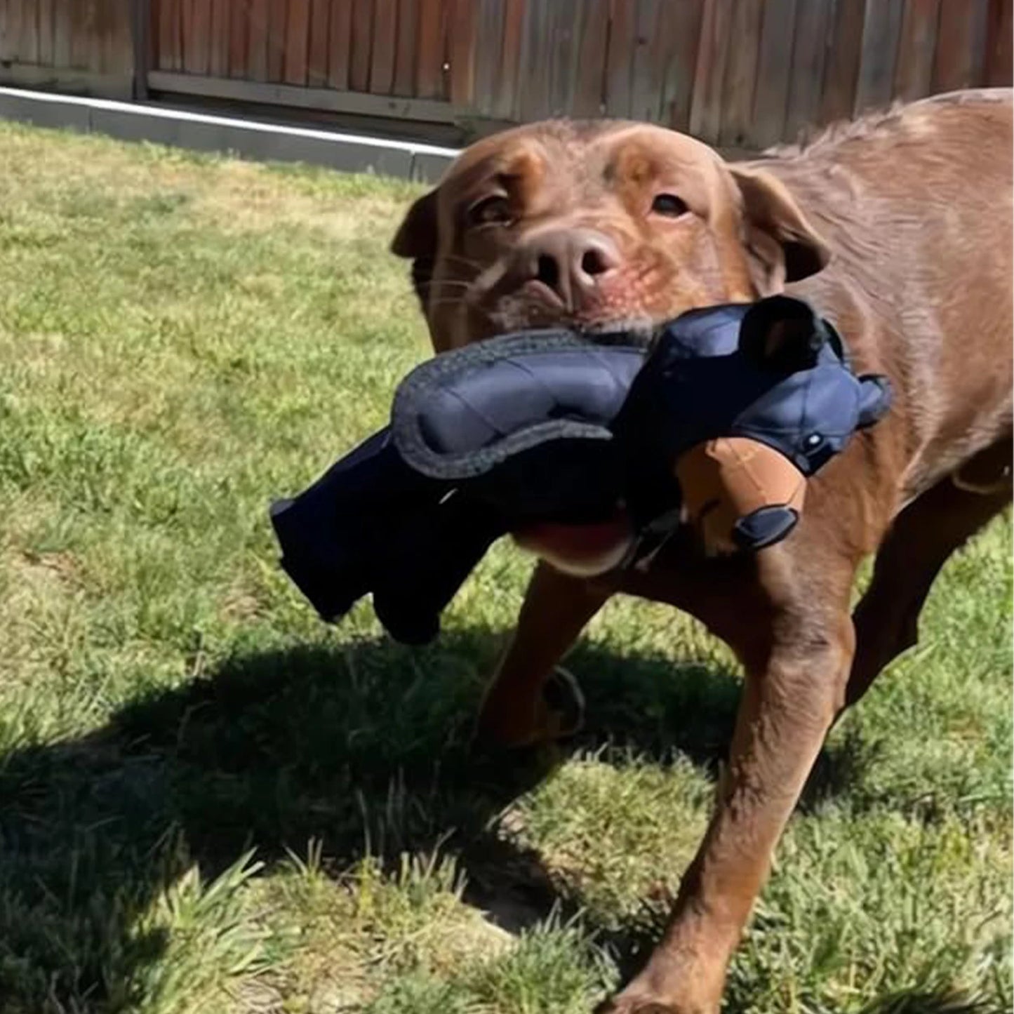 Squeaky Plush Bear Toy for Dog