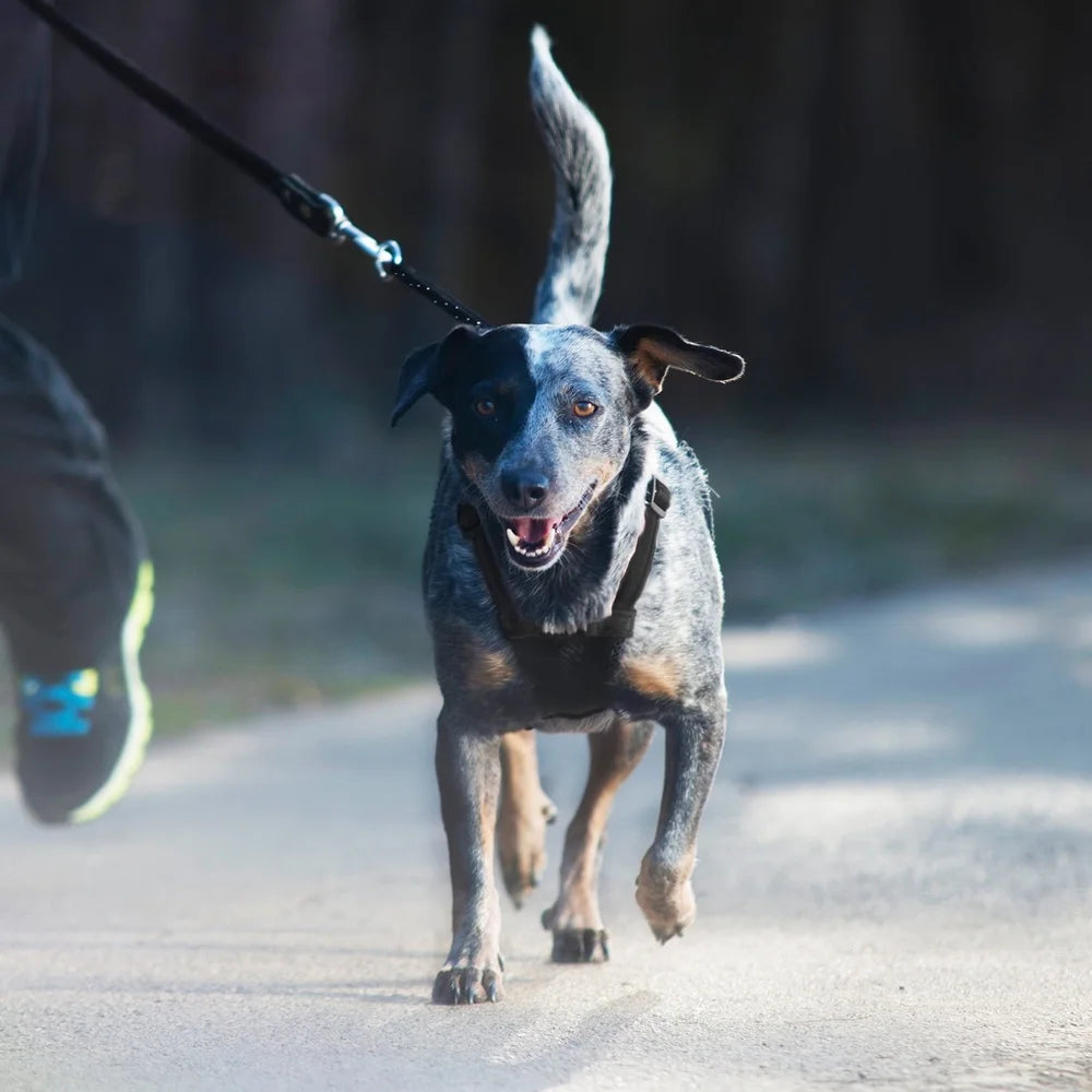 Non-Pulling Dog Harness with Built-in Storage Pouch
