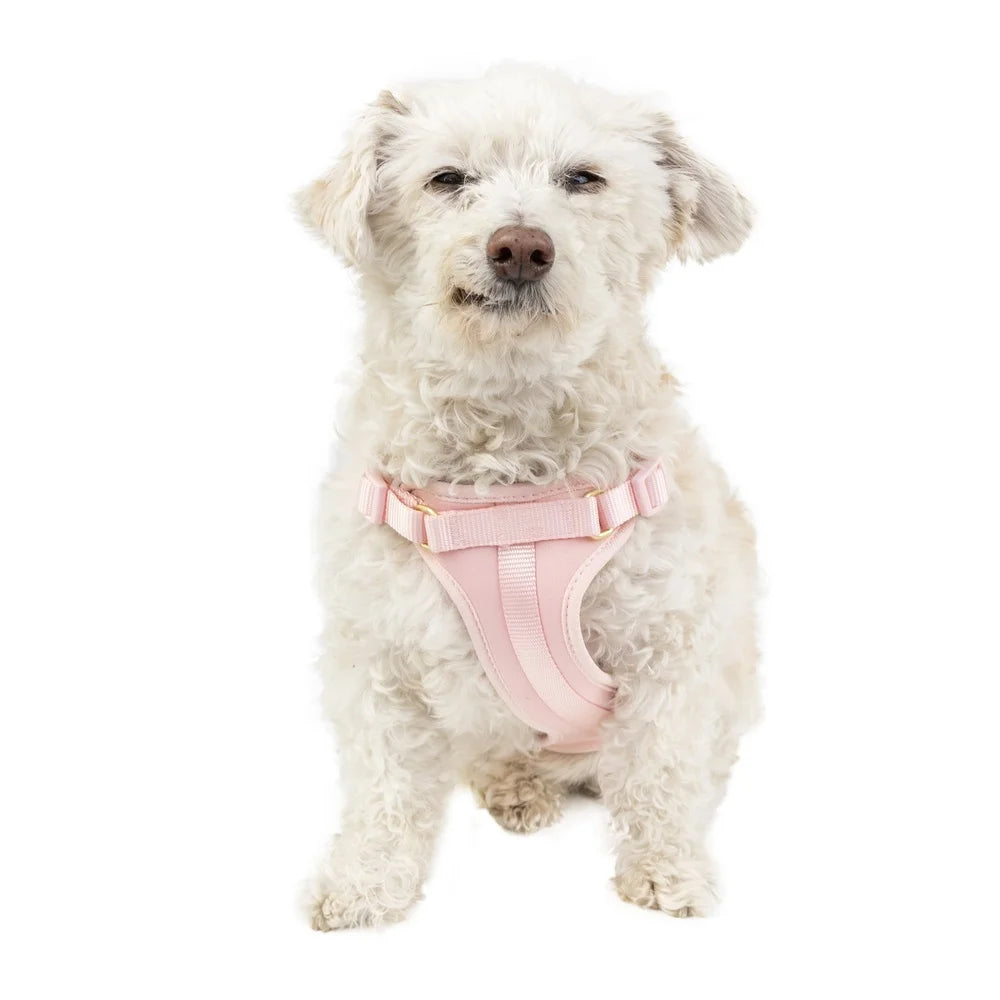 Adjustable Neoprene Dog Harness XS Soft Comfortable Fit
