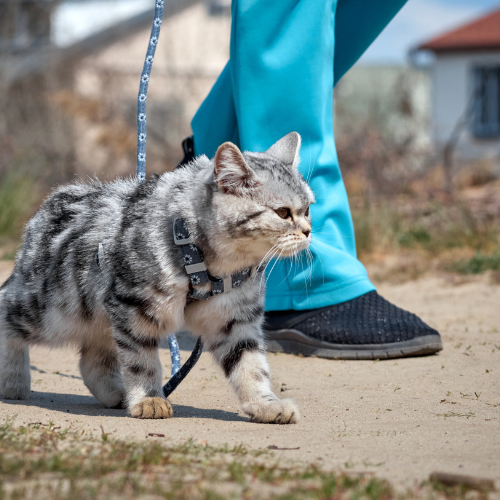 Harnesses, Leashes and Collars