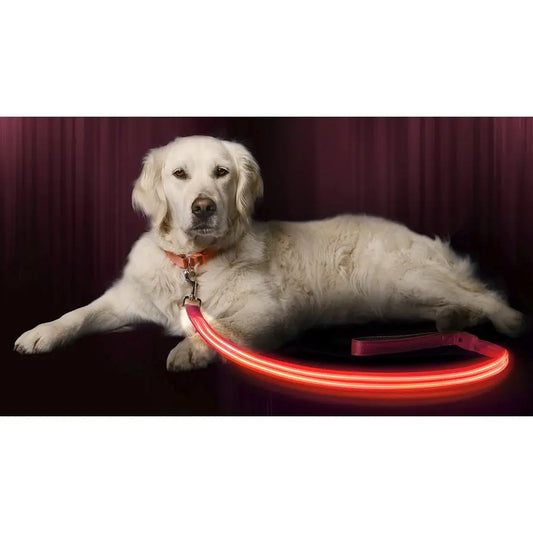LED Light Up Leash High Visibility Up to 350 Yards Rechargeable
