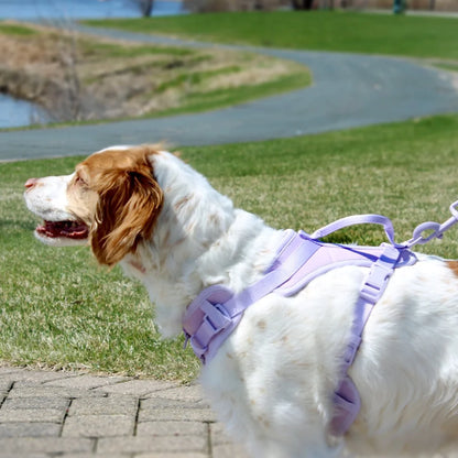 Neoprene Dog Harness Adjustable Comfort Control Large Soft Secure Fit D-ring Leash Attachment Outdoor Activities