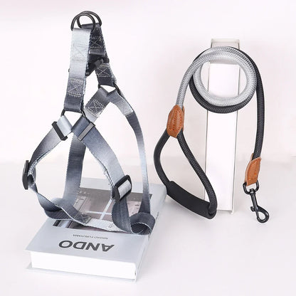 Set of colorful pet harness with leash