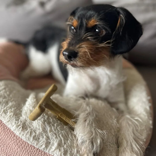 T Bone Durable Nylon Dog Chew
