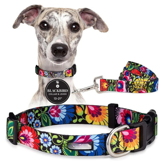 Easy Click Buckle Dog Collar with Leash Set Combo