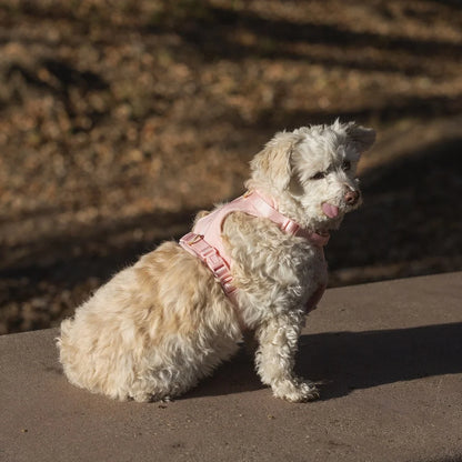 Adjustable Neoprene Dog Harness XS Soft Comfortable Fit
