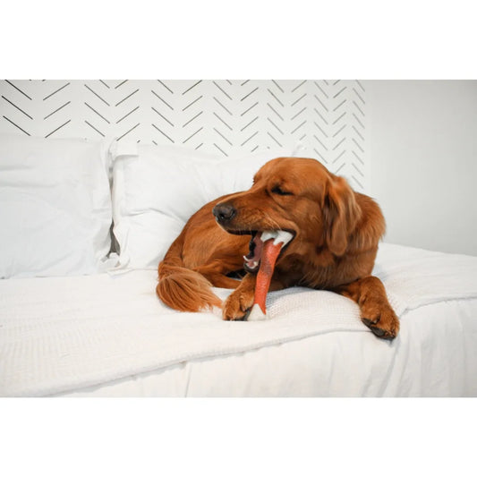 Femur Bone Chew Toy Large Dogs Dental Health