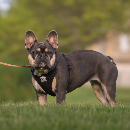 Adjustable Reflective Dog Harness Medium Dogs  Breathable