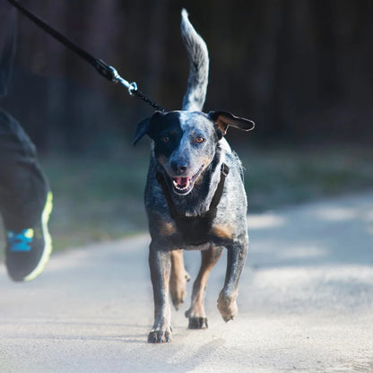 Non-Pulling Dog Harness with Built-in Storage Pouch