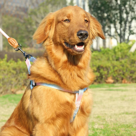Set of colorful pet harness with leash