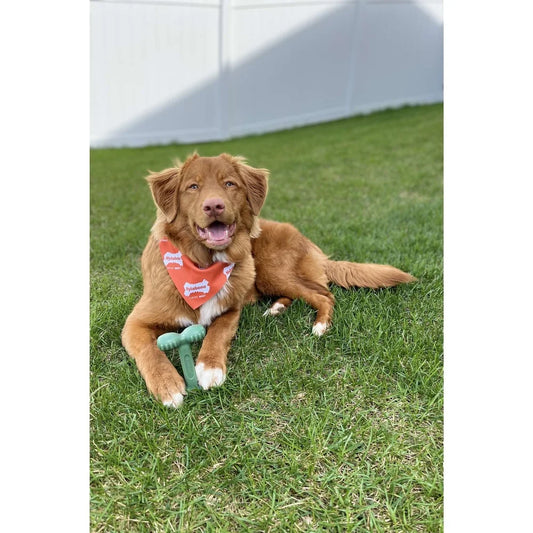 Power Chew Easy-Hold Bone Durable Chicken