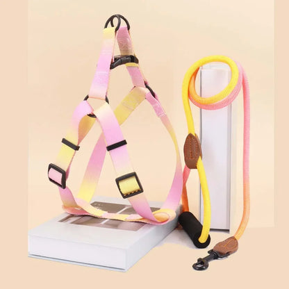 Set of colorful pet harness with leash
